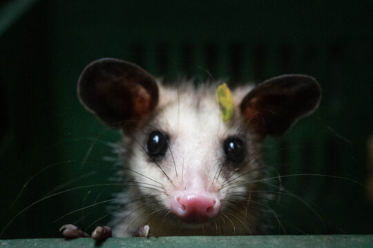 possum