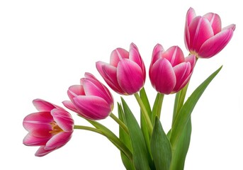 Obraz premium A delicate collection of vibrant pink tulips captured in a studio setting, isolated on a crisp white background, symbolizing springtime beauty and grace ,graceful ,colorful ,macro