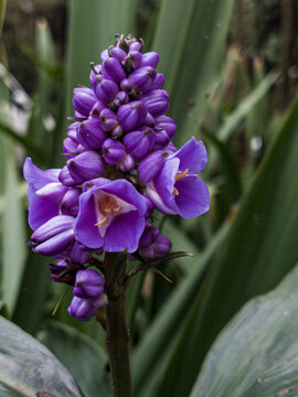 Flor de rua