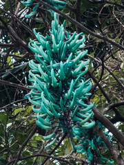 Fototapeta premium Flor de rua