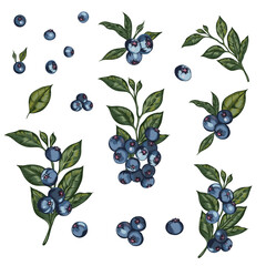 Hand drawn blueberry branches. Juicy blueberries on twig, fresh edible berries for healthy nutrition vector illustration set. Delicious forest berries. Cluster with Leaves
