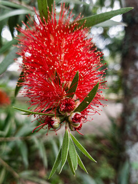 Flor de rua
