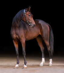Horse. A thoroughbred horse of the Oryol Trotter breed. Harness racing. Trotting horse race. Front view. In full growth. Black background