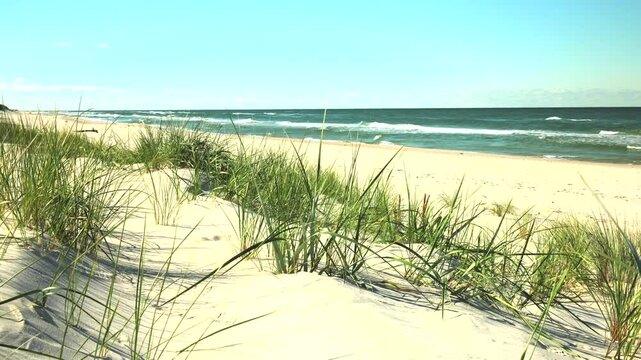 trawy porastające wydmy morskie wiejące na wietrze z widokiem na morski brzeg 