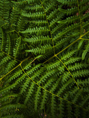 Green Forest Plants – Lush Nature and Woodland Vegetation