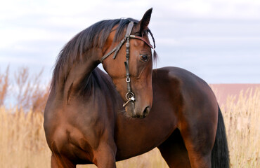 Horse. Portrait. Close-up. A thoroughbred horse of the Oryol Trotter breed. Harness racing. Trotting horse race
