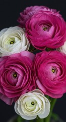 A beautiful close-up bouquet of vibrant pink and pure white ranunculus blooms, showing delicate layers and stunning petal textures ,petals ,fresh ,nature