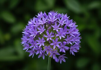 A cluster of perfectly spherical violet blooms displays symmetry and vibrant color against soft green foliage in natural light, growth, close up, detail