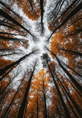 A forest canopy displaying rich autumn colors with bare branches ready for winter dormancy under soft daylight in a vast remote environment ,yellow ,dormancy ,autumn