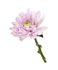 Pink chrysanthemum flower isolated on white or transparent background. Profile view.