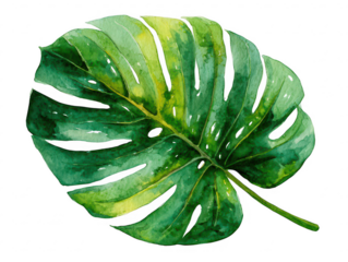 Tropical monstera leaf clipart botanical art watercolor design greenery nature inspired vibrant decor