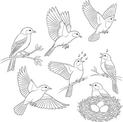 Collection of detailed bird illustrations isolated on white background