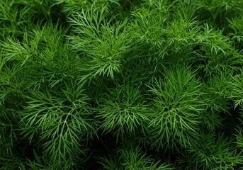 Bright green fresh dill clustered closely, highlighting the delicate feathery texture of the popular culinary herb used for cooking ,botany ,edible ,macro