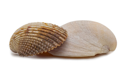Two Seashells on a white background