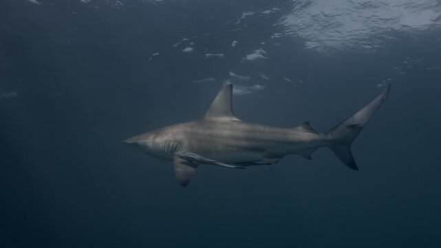 A silky shark glides gracefully through the blue ocean, surrounded by several remora fish clinging close to its body, forming a striking symbiosis in the calm, sunlit depths of tropical waters.