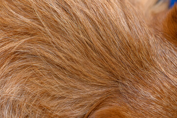 Close-up of brown Yorkshire Terrier fur