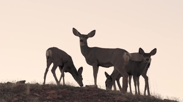 A small herd of two mule deer does with their two yearlings graze on the sparse grass at the top of a ridge in the mountains of Southern Utah USA on a quiet autumn evening.