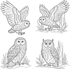Four detailed owl illustrations isolated on white background