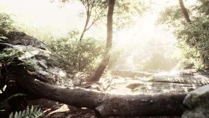 The warm glow of sunlight streams through a dense canopy, illuminating a tranquil forest scene. Soft ferns and moss covered rocks enhance the peaceful atmosphere of nature.