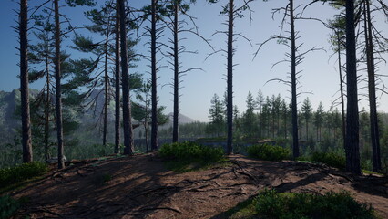 Foggy morning light filters through tall pine trees in a serene forest scene. The lush greenery invites exploration and a sense of peace among the mountains.