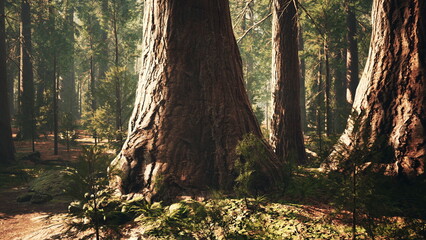 Tall trees rise majestically in a serene forest, bathed in warm golden light. Sunlight filters through the leaves, creating a peaceful atmosphere among the greenery.
