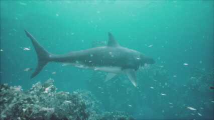 Obraz premium A shark glides effortlessly through the clear blue sea. Surrounding coral formations create an enchanting underwater landscape. Small fish swim nearby, showcasing the beauty of marine life.