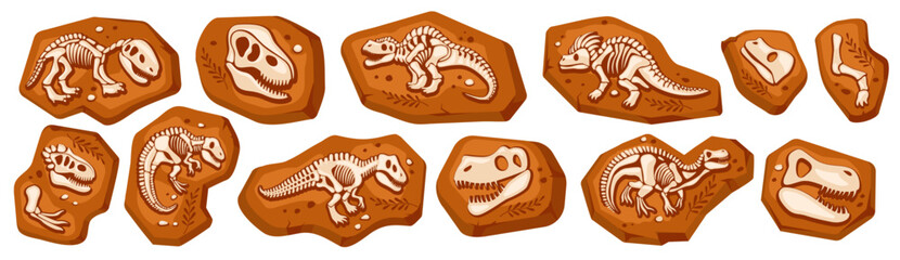 Dinosaur fossils in rock formation displaying various skeletons and skulls
