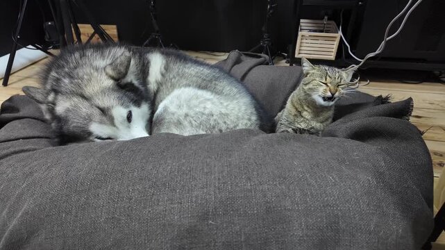 A large malamute dog sleeps soundly while a small cat relaxes nearby in cozy bedding. This serene moment captures the bond between different pets in a warm home setting.
