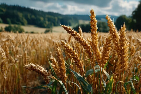 Golden ripe wheat field ready for harvest under a beautiful cloudy sky.