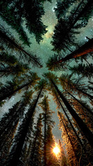 Obraz premium Starry night sky through towering pine trees, with the sun peeking through the trees for a magical view in nature's wonder. 