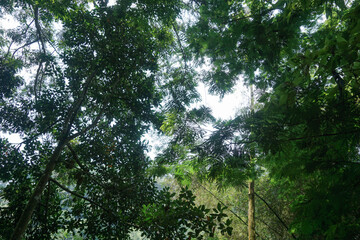 the atmosphere in the middle of the forest with dense trees and bushes around it looks natural and is surrounded by lush tropical vegetation creating a cool and calm atmosphere