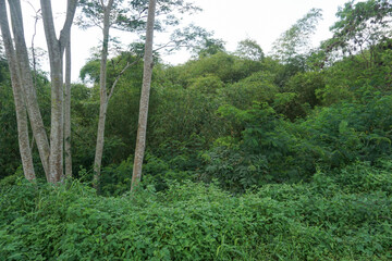 the atmosphere in the middle of the forest with dense trees and bushes around it looks natural and is surrounded by lush tropical vegetation creating a cool and calm atmosphere
