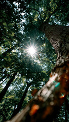 Obraz premium Sunlight streams through the canopy, illuminating leaves and bark in a forest of trees with the lens flare of the sun. 
