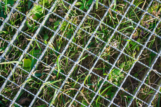 Grass growing up beneath street metal grate cover view - Powered by Adobe