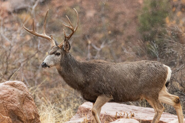 A mule deer buck with four antler points on each side walks through the rain on a wet, cold autumn day in Zion NP Utah USA. Raindrops in the air are frozen by a fast shutter speed.