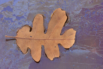 A fallen oak leaf sits on the still surface of a pool of water surrounded by colorful natural oils from the breakdown of nearby plant matter as autumn shifts towards winter.