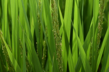 白く小さい イネの花