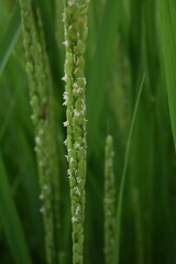 白く小さい イネの花