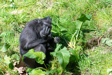 Photo of a Sulewesi crested macaque (macaca nigra) eating vegetation