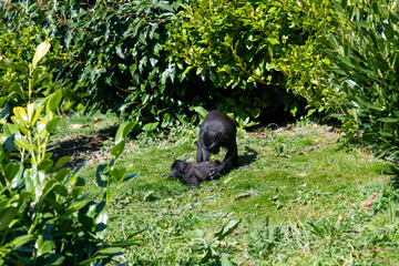 Photo of a Sulewesi crested macaque (macaca nigra) with a baby Sulawesi crested macaque in a zoo