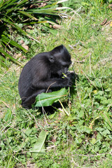 Photo of a baby Sulewesi crested macaque (macaca nigra) eating vegetation