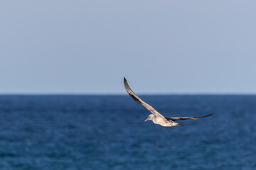 Photographing big waves, birds flying at sea, and the almost full moon!