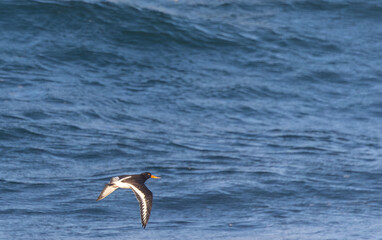 Photographing big waves, birds flying at sea, and the almost full moon!