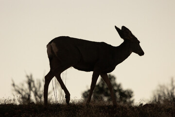 A mule deer doe is silhouetted against the evening sky as she walks along a ridgetop in the mountains of Southern Utah USA at dusk. 