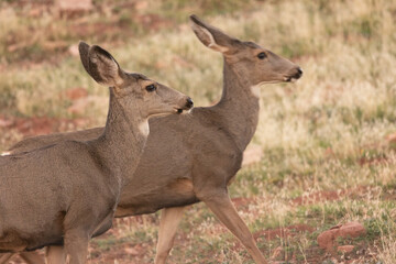 A pair of mule deer does walks together from left towards the right in the soft light of evening on an autumn day in the mountains of Southern Utah USA.