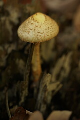 Pilze im Wald zur herbstlichen zeit