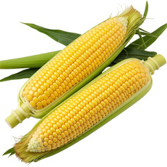 Fresh Corn on the Cob with Green Leaves