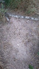 Souche de terre couverte de mousse et de fourmis dans une forêt naturelle