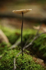 Pilze im Wald zur herbstlichen zeit