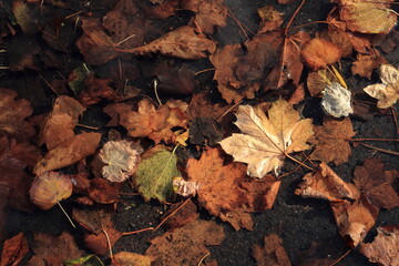 fallen yellow maple leaves in a puddle